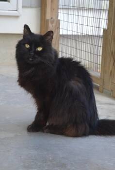 Rescue Domestic Long Hair Cats for Adoption in Westbrook, Connecticut - Bubba | PetCurious