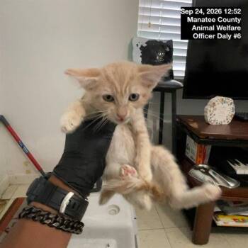 A139348 -  Domestic Short Hair Cat for Adoption in Palmetto, Florida - A139348 | PetCurious