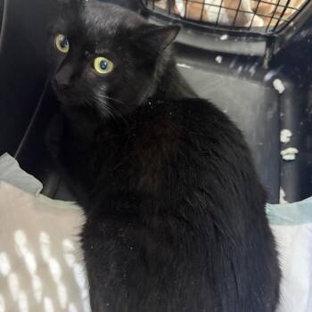 Pit Stop -  Domestic Medium Hair Cat for Adoption in New York, New York - Pit Stop | PetCurious