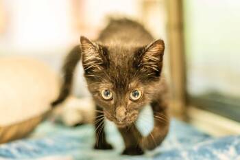 Carlo -  Domestic Short Hair Cat for Adoption in Hilton Head Island, South Carolina - Carlo | PetCurious