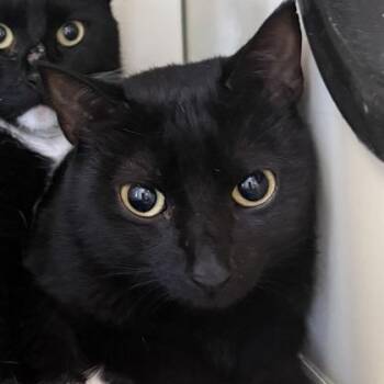 BONNIE -  Domestic Short Hair Cat for Adoption in Fernandina Beach, Florida - BONNIE | PetCurious