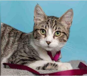 Domestic Short Hair Cats Available for Adoption in Pasadena, California - MAX | PetCurious