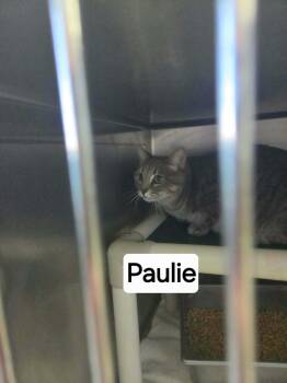 Paulie - At shelter -  Domestic Short Hair Cat for Adoption in Rustburg, Virginia - Paulie - At Shelter | PetCurious