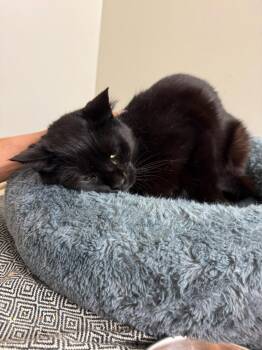 Rescue American Shorthair Cats for Adoption - Lily | PetCurious