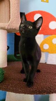 Rescue Bombay and Domestic Short Hair Cats for Adoption in Beaverton, Oregon - Toothless | PetCurious