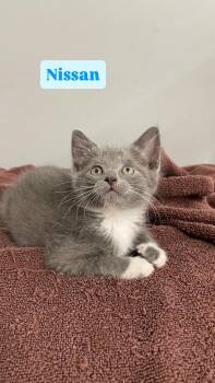 Nissan -  Domestic Short Hair and Russian Blue Cat for Adoption in Crown Point, Indiana - Nissan | PetCurious