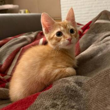 Simba -  Domestic Short Hair Cat for Adoption in North Canton, Ohio - Simba | PetCurious