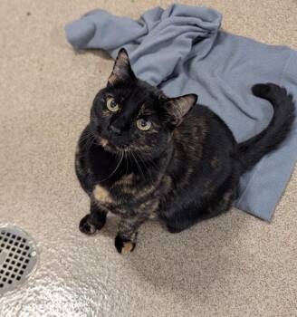 Sheba -  Domestic Short Hair Cat for Adoption in Oakland, California - Sheba | PetCurious