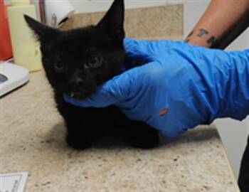 CARL -  Domestic Short Hair Cat for Adoption in Albuquerque, New Mexico - CARL | PetCurious