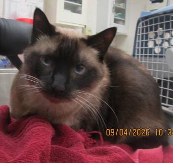 Cranjis(640) -  Siamese Cat for Adoption in Marietta, Georgia - Cranjis(640) | PetCurious