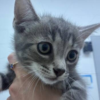 Domestic Short Hair Cats Available for Adoption in Corpus Christi, Texas - Victor | PetCurious