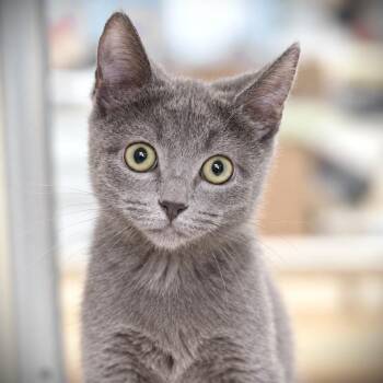 John -  Domestic Short Hair Cat for Adoption in Amsterdam, New York - John | PetCurious