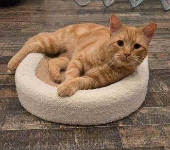 Domestic Short Hair Cats Available for Adoption in Cincinnati, Ohio - Water Skis | PetCurious