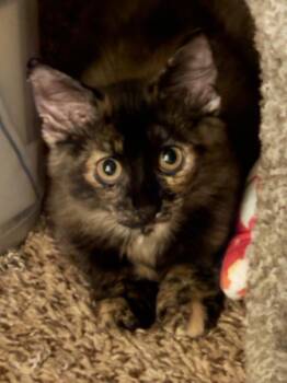 Torie -  Domestic Short Hair and Domestic Medium Hair Cat for Adoption in Dallas, Texas - Torie | PetCurious