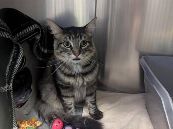 Rescue Domestic Short Hair Cats for Adoption in Palo Alto, California - PARKER | PetCurious
