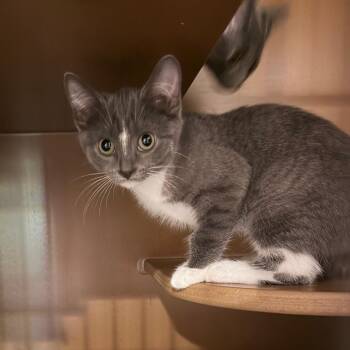 Fia -  Domestic Short Hair Cat for Adoption in Middlebury, Vermont - Fia | PetCurious