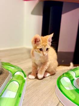 Amy -  Domestic Short Hair Cat for Adoption in Calgary, Alberta - Amy | PetCurious