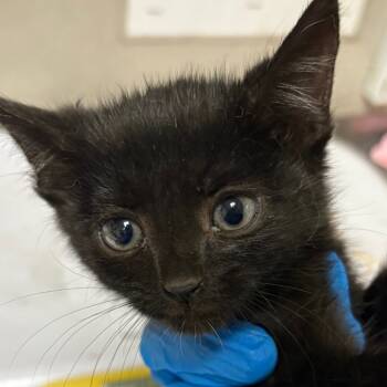 Rescue Domestic Short Hair Cats for Adoption in Yuma, Arizona - Salem/BINX | PetCurious