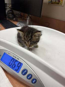 SKEETER -  Domestic Short Hair Cat for Adoption in Sacramento, California - SKEETER | PetCurious