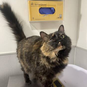 Willow -  Domestic Medium Hair Cat for Adoption in Tampa, Florida - Willow | PetCurious