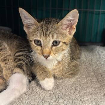 Cupcake -  Domestic Short Hair Cat for Adoption in Port Charlotte, Florida - Cupcake | PetCurious