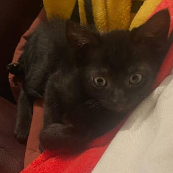 Doodlebug -  Domestic Short Hair Cat for Adoption in Chattanooga, Tennessee - Doodlebug | PetCurious