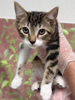 NED -  Domestic Short Hair Cat for Adoption in San Antonio, Texas - NED | PetCurious