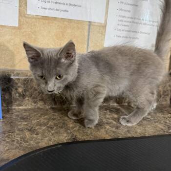 Agnes -  Domestic Long Hair Cat for Adoption in Eureka Springs, Arkansas - Agnes | PetCurious