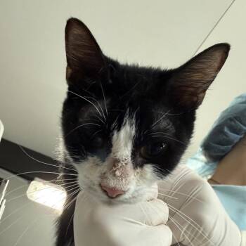 Yazzie -  Domestic Short Hair Cat for Adoption in Lakeland, Florida - Yazzie | PetCurious