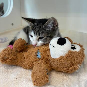 Pringles -  Domestic Short Hair Cat for Adoption in Greensboro, North Carolina - Pringles | PetCurious