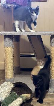 BONDED FAMILY -  Domestic Short Hair Cat for Adoption in Taunton, Massachusetts - BONDED FAMILY | PetCurious