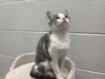 Pollux -  Domestic Short Hair Cat for Adoption in Bowling Green, Ohio - Pollux | PetCurious