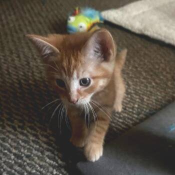 Tiger Star -  Domestic Short Hair Cat for Adoption in Dixon, Illinois - Tiger Star | PetCurious