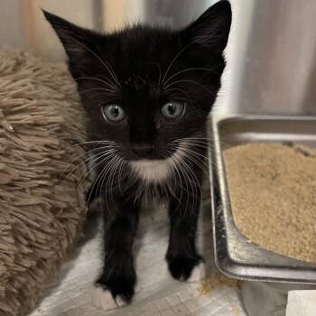 Chevy -  Domestic Short Hair Cat for Adoption in Clearwater, Florida - Chevy | PetCurious