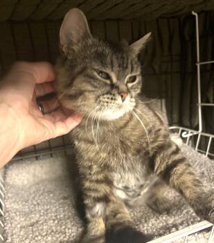 Wilma -  Scottish Fold Cat for Adoption - Wilma | PetCurious
