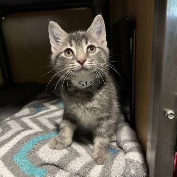 Slate -  Domestic Medium Hair Cat for Adoption in Chesapeake, Virginia - Slate | PetCurious