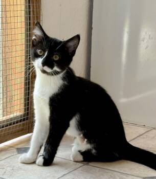 Glimmer -  Domestic Short Hair Cat for Adoption - Glimmer | PetCurious