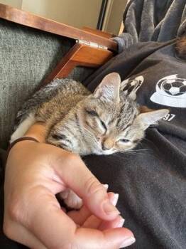 Mulberry -  Domestic Short Hair Cat for Adoption in Fairfax, Virginia - Mulberry | PetCurious