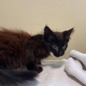 Talon -  Domestic Medium Hair Cat for Adoption in Pasadena, California - Talon | PetCurious