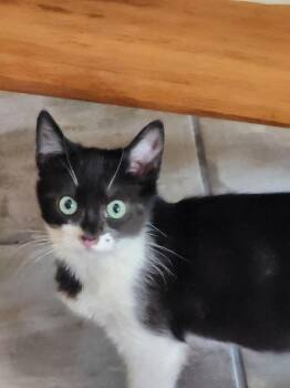 Rhett Butler -  Domestic Short Hair Cat for Adoption in Albuquerque, New Mexico - Rhett Butler | PetCurious