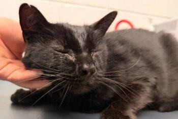 Domestic Short Hair Cats Available for Adoption - Blackie | PetCurious
