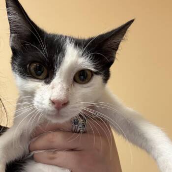 FWT Chubbs -  Domestic Short Hair Cat for Adoption in Midland, Texas - FWT Chubbs | PetCurious
