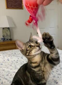 SALLY -  Domestic Short Hair Cat for Adoption in Boynton Beach, Florida - SALLY | PetCurious