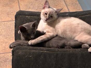 Teena -  Domestic Short Hair Cat for Adoption in Groveland, Massachusetts - Teena | PetCurious