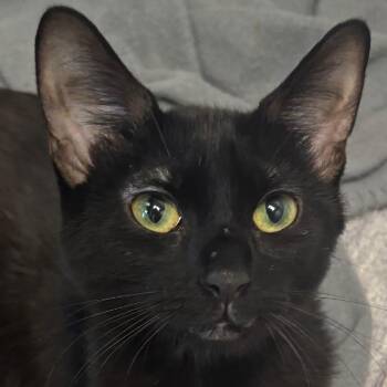 Latte - Coming Soon! -  Domestic Short Hair Cat for Adoption in Naperville, Illinois - Latte - Coming Soon! | PetCurious