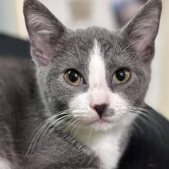 Rescue Domestic Short Hair Cats for Adoption in Orland Hills, Illinois - Finn | PetCurious