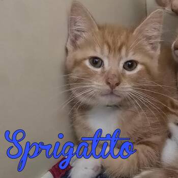 Sprigatito -  Domestic Short Hair Cat Available for Adoption in Hillsboro, Ohio - Sprigatito | PetCurious