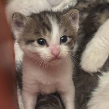 Theo -  Domestic Long Hair Cat for Adoption in Lyle, Minnesota - Theo | PetCurious