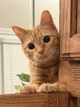 Caitlin Clark 1113 -  Domestic Short Hair Cat for Adoption in Dallas, Texas - Caitlin Clark 1113 | PetCurious