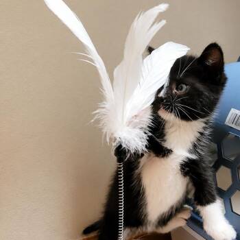 Pixie -  Domestic Short Hair Cat for Adoption in Spokane, Washington - Pixie | PetCurious